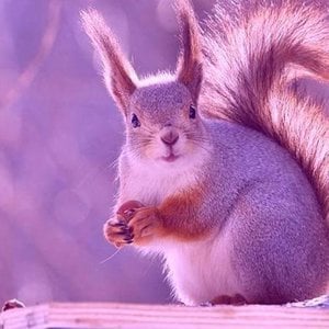 pink squirrel...labs?